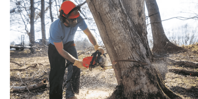 Keep Your Trees Healthy with Expert Tree Service in Clarksville, TN 
