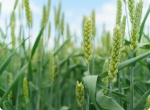 Wheatland Wheat Seed: The Secret to Growing Agriculture in Canada