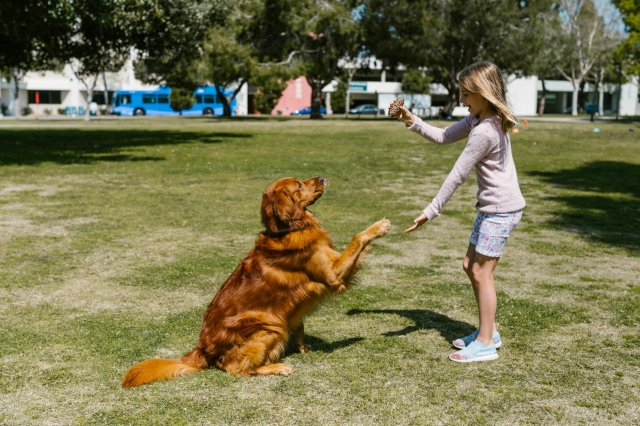 Choosing the Right Dog Training School in Singapore: A Guide for Pet Owners