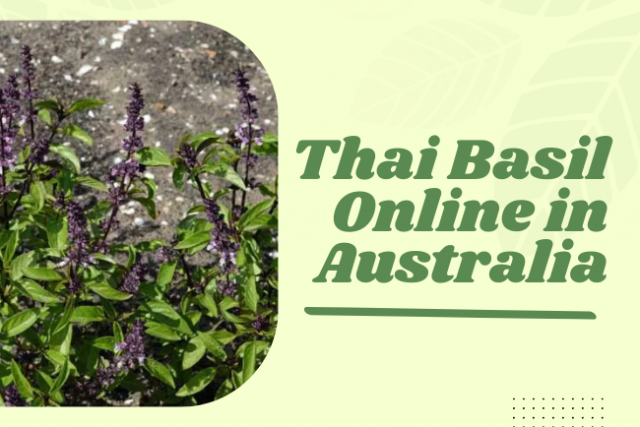 Buy Fresh Thai Basil Online in Australia - Quality Plants Delivered