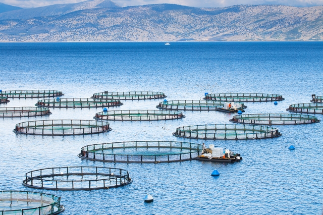 U.S. Aquaculture Chemical Market Poised for Growth by Increased Fish Consumption