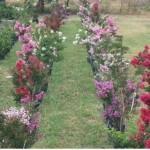 Garden Center Near Me