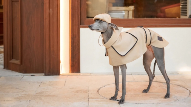 The Ultimate Guide to Choosing the Best Dog Onesie for Your Furry Friend