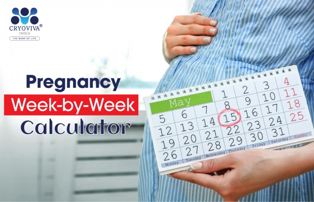 pregnancy calculator