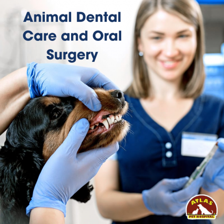 Home vs. Professional Pet Dental Care: What's the Right Balance?