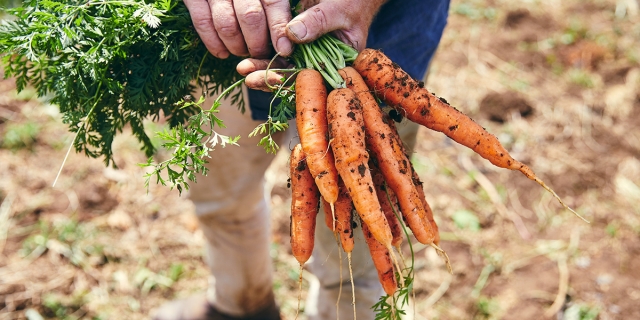 Organic Feed Market Trends Driven by Rising Demand for Chemical-Free Animal Products