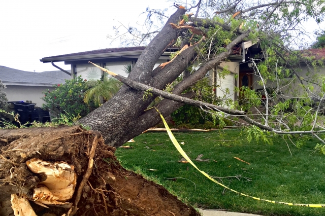 10 Overlooked Hazards of DIY Storm Cleanup Without Certified Tree Experts