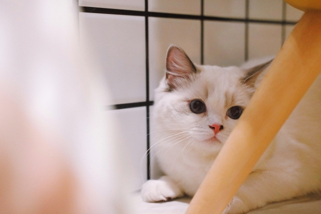 The Cat Lovers Guide to the Best Sisal Cat Scratchers