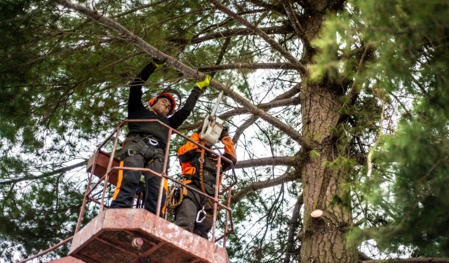 7 Red Flags That Mean It’s Time to Bring in a Tree Service for Safety