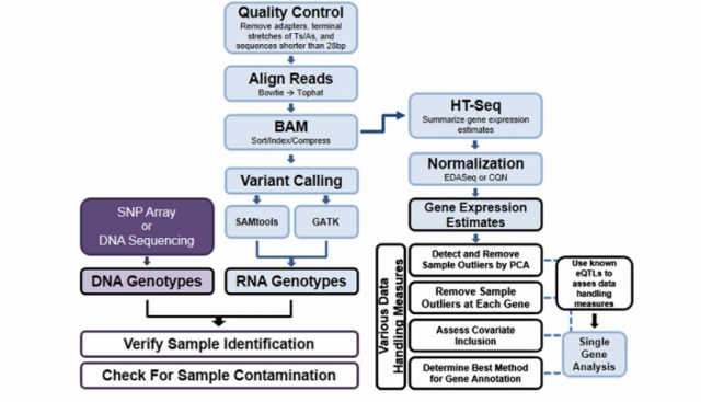 Mastering Iso-Seq Analysis: From Data Generation to Interpretation