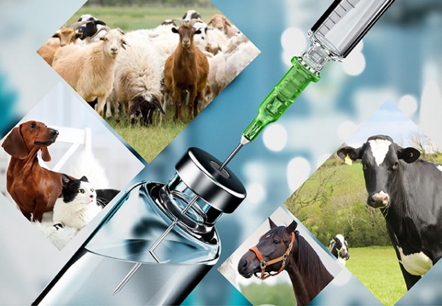 Top Veterinary Medicine Companies in India