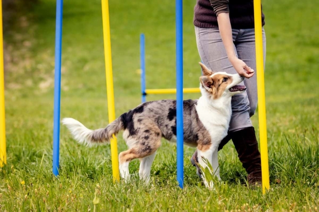 Fun Weekend Activities for Dogs and Their Owners