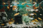 How to Choose the Right Nutrient Supplements for Your Aquarium Substrate