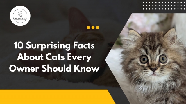10 Surprising Facts About Cats Every Owner Should Know