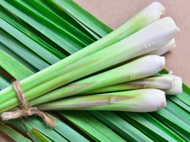 Lemongrass Cultivation Profitable Guide For Higher Profits