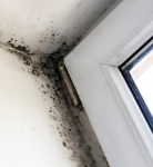 Unseen Threats in Sunny Homes: Why Mold Testing in Pasadena is a Must