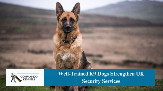 Well-Trained K9 Dogs Strengthen UK Security Services