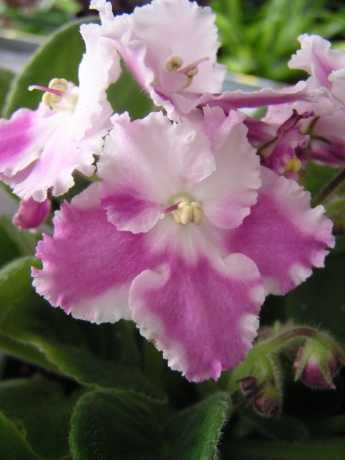 Best Shrub for Shade in Muttontown, NY—Plus Indoor Cyclamen Plant Tips
