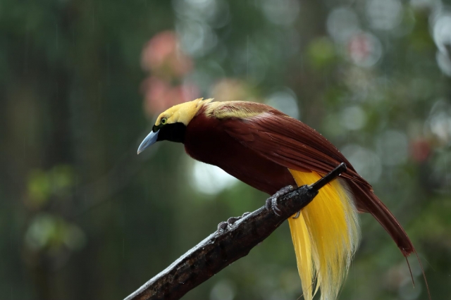 Discover Nature at Its Best with the Best Birding Lodges in Panama