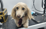 Grooming Tips for Dogs In Dallas