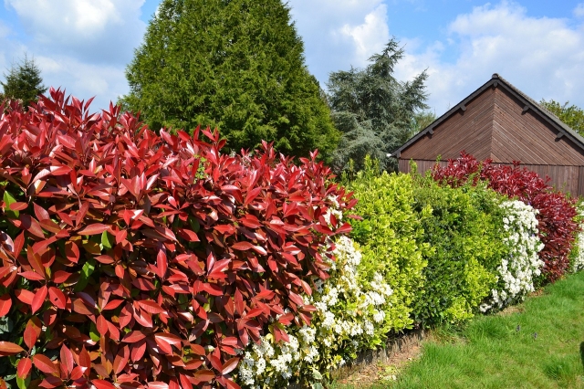 The Best Privacy Hedges to Create a Natural Outdoor Barrier