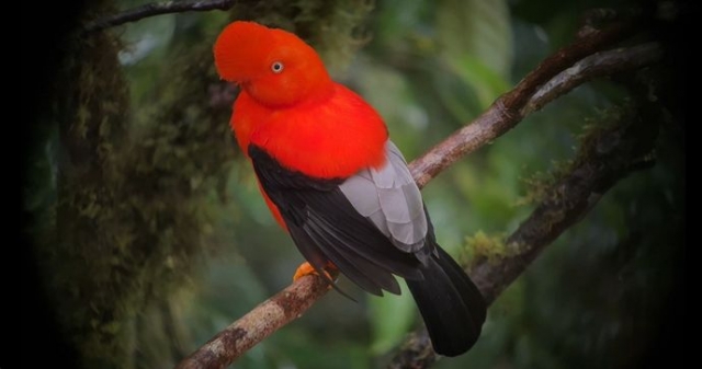 Want to See Rare Birds in North America Without Leaving Home?