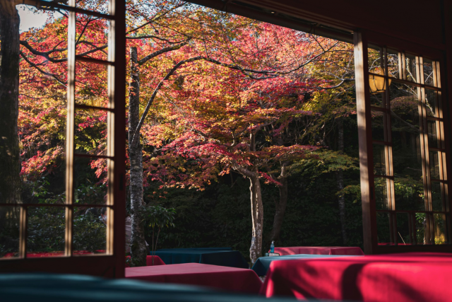 How to Choose the Perfect Spot for Your Japanese Maple