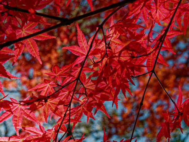 Tips to Enhance Japanese Maple Foliage All Year Long