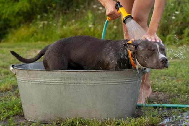 Is Your Pet Ready for the Summer Heat? Here’s What Most Pet Parents Overlook