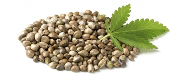Exploring Sensi Starlight Seeds: A Unique Cannabis Strain with Versatile Appeal