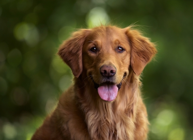 Dark Golden Retriever: The Deep-Hued Beauty of the Retriever Family