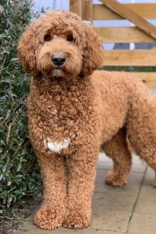 The Mini Goldendoodle: A Complete Guide to the Pint‑Sized People‑Pleaser