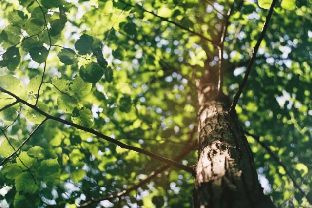 Why McAuley Tree Surgery is the Best Tree Surgeon in Belfast