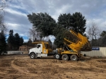 How to Successfully Transplant Trees with a Top Tree Transplanting Services Company in Saudi Arabia