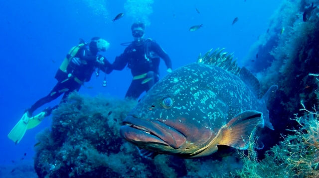 Scuba Diving Mallorca