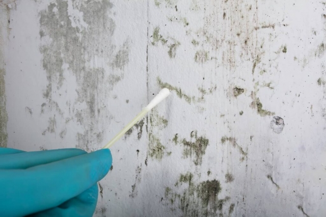 Professional Mold Inspection Services in Dallas, TX: Protecting Your Health and Property