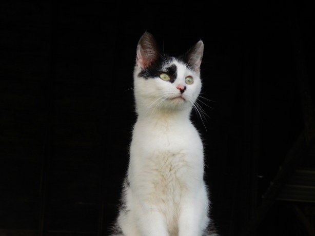 The Shocking Truth About What Happens When You Leave Your Pet Alone!