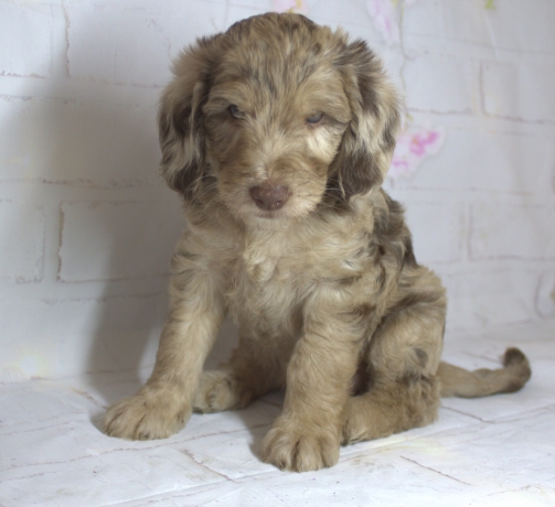 Discover the Joy of Welcoming a Miniature Doodle Puppy Into Your Life
