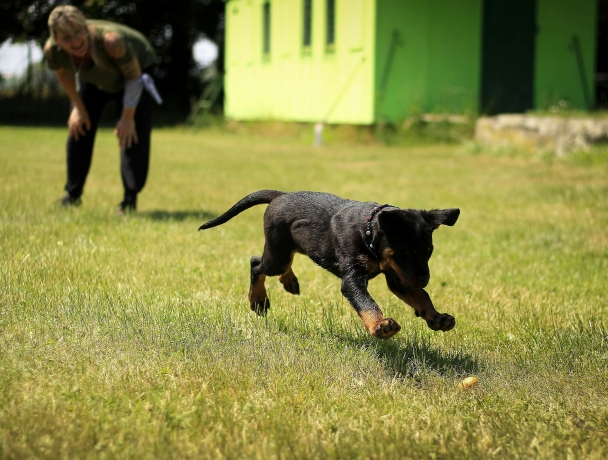 Unlock Your Dog’s Full Potential: Expert Dog Training in Singapore with Perfect K9