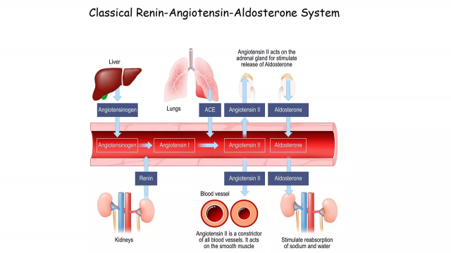 Role of the Renin-Angiotensin-Aldosterone System in Hypertension