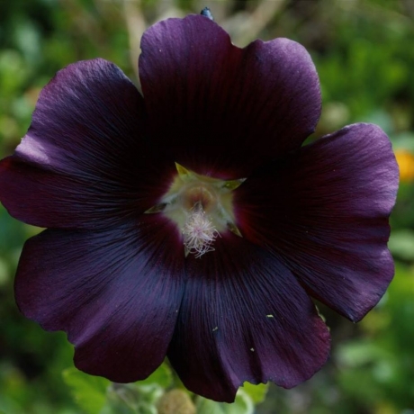 Surprise Mom with a Stunning Mother's Day Flower Bouquet from Black Petals