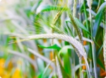 Get the Most from Your Silage: How Triticale Green Feed is Transforming Livestock Production in Alberta