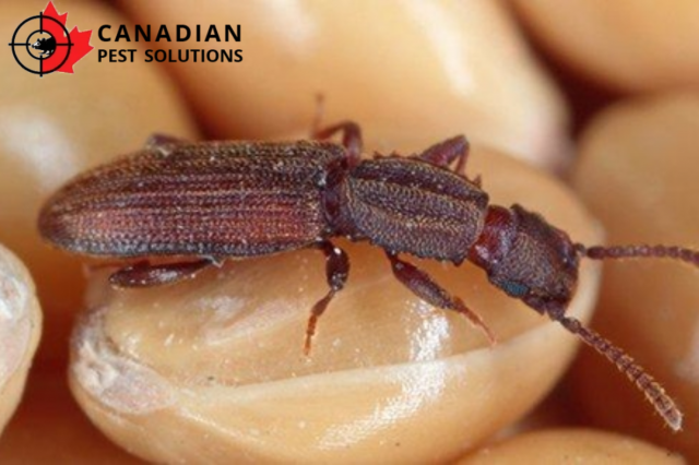 Why Harrow Homeowners Trust Canadian Pest Solutions for Safe and Effective Pest Control
