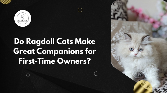 Do Ragdoll Cats Make Great Companions for First-Time Owners?