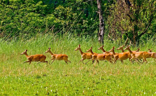 All About Chitwan Tours: Nature, Culture, and Wildlife