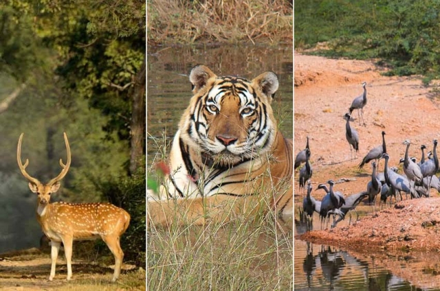 A Journey Through Rajasthan’s Wildlife and Regal Past