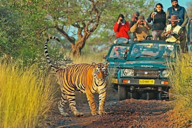 How Jeep Safaris Enhance the Ranthambore Experience