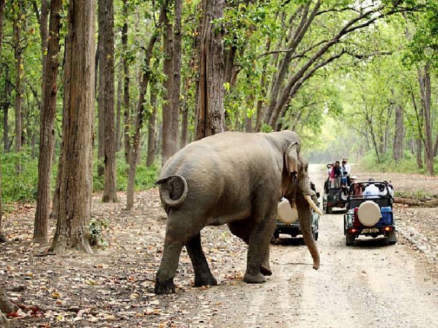 Buckle Up for Adventure: Inside the Thrill of a Corbett Jeep Safari