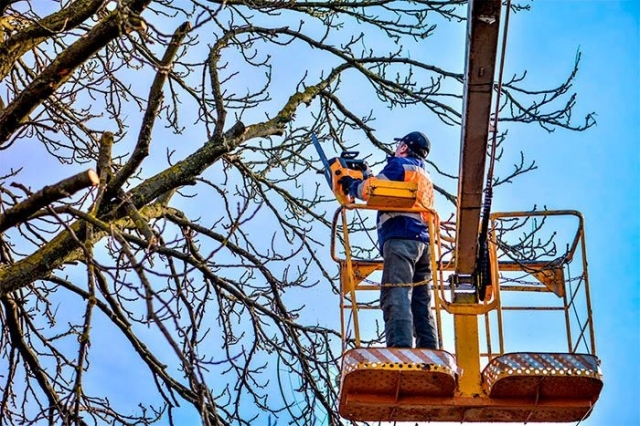 When Should You Call a Tree Surgeon? Signs You Need Expert Help