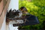 Expert Bird Removal Melbourne: Safe & Effective Solutions for Your Property
